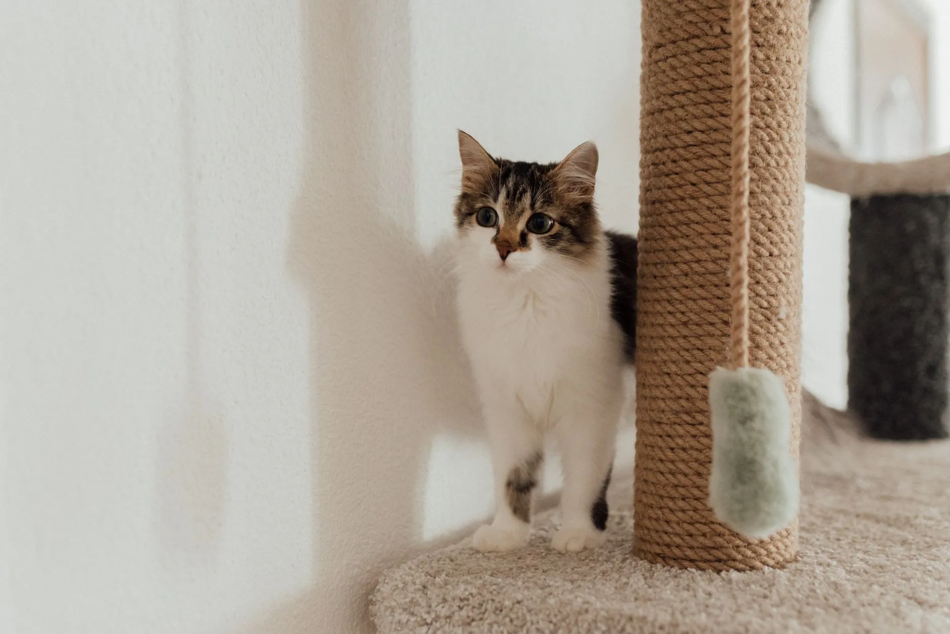 Gato ao lado de um poste arranhador de corda de sisal em casa