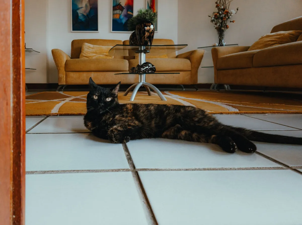 Arranhador para Gatos Sofá: Qual Escolher