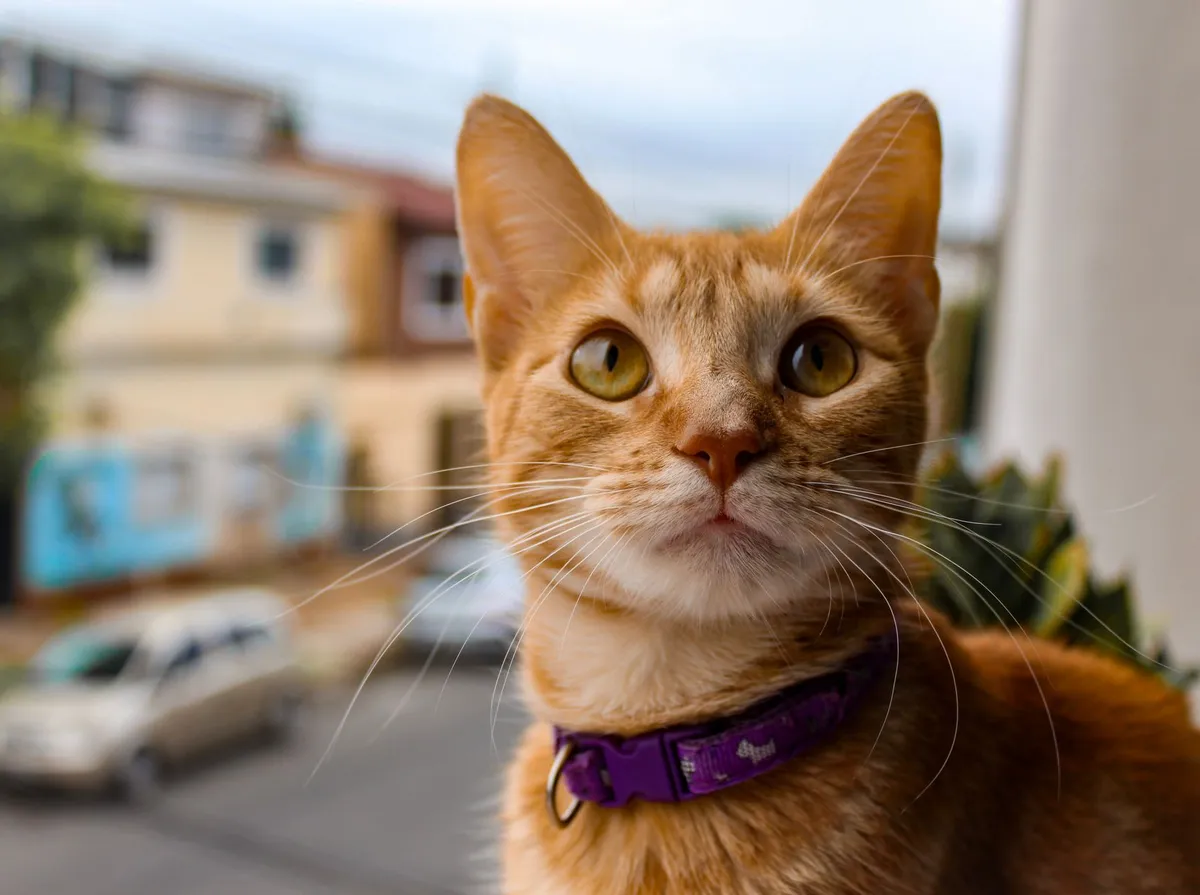 Atestado Veterinário para Viagem PDF: Como Obter