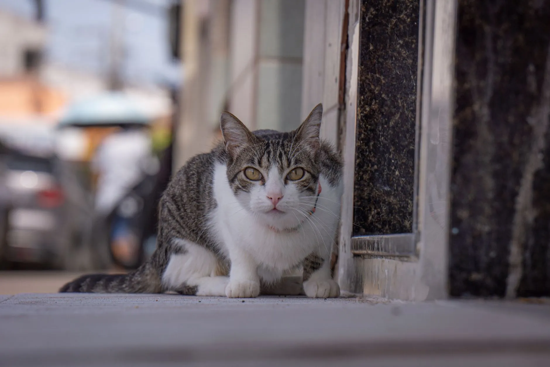 Gato tigrado e branco sentado na porta de casa