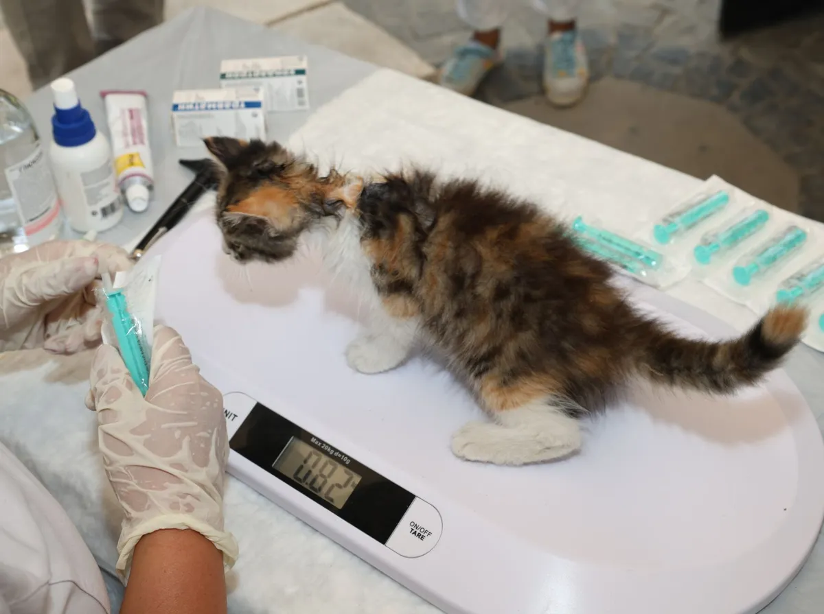 Com Quantos Meses Pode Castrar um Gato? Idade Ideal Explicada