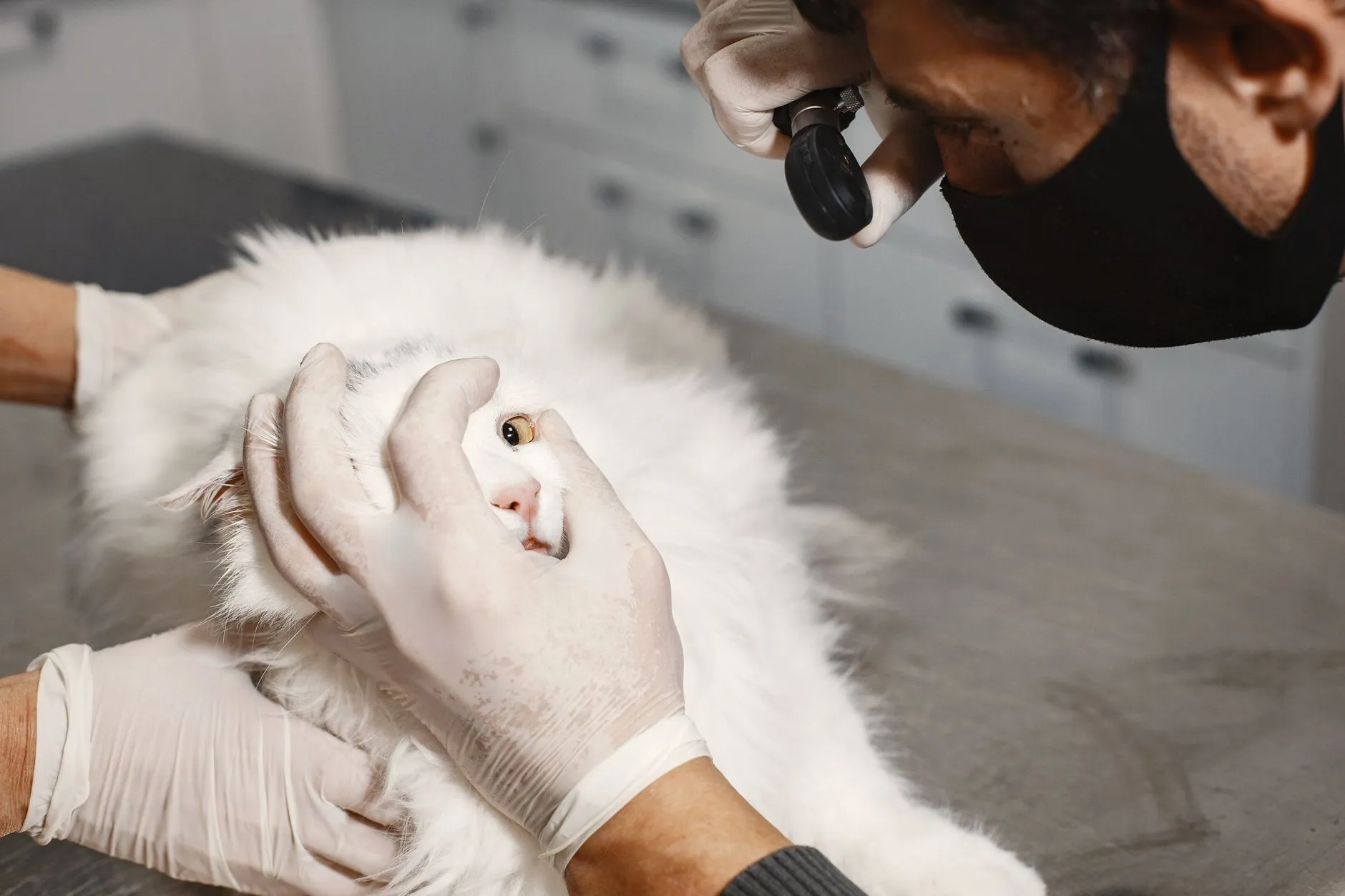 Veterinário examinando o ouvido de um gato branco com otoscópio