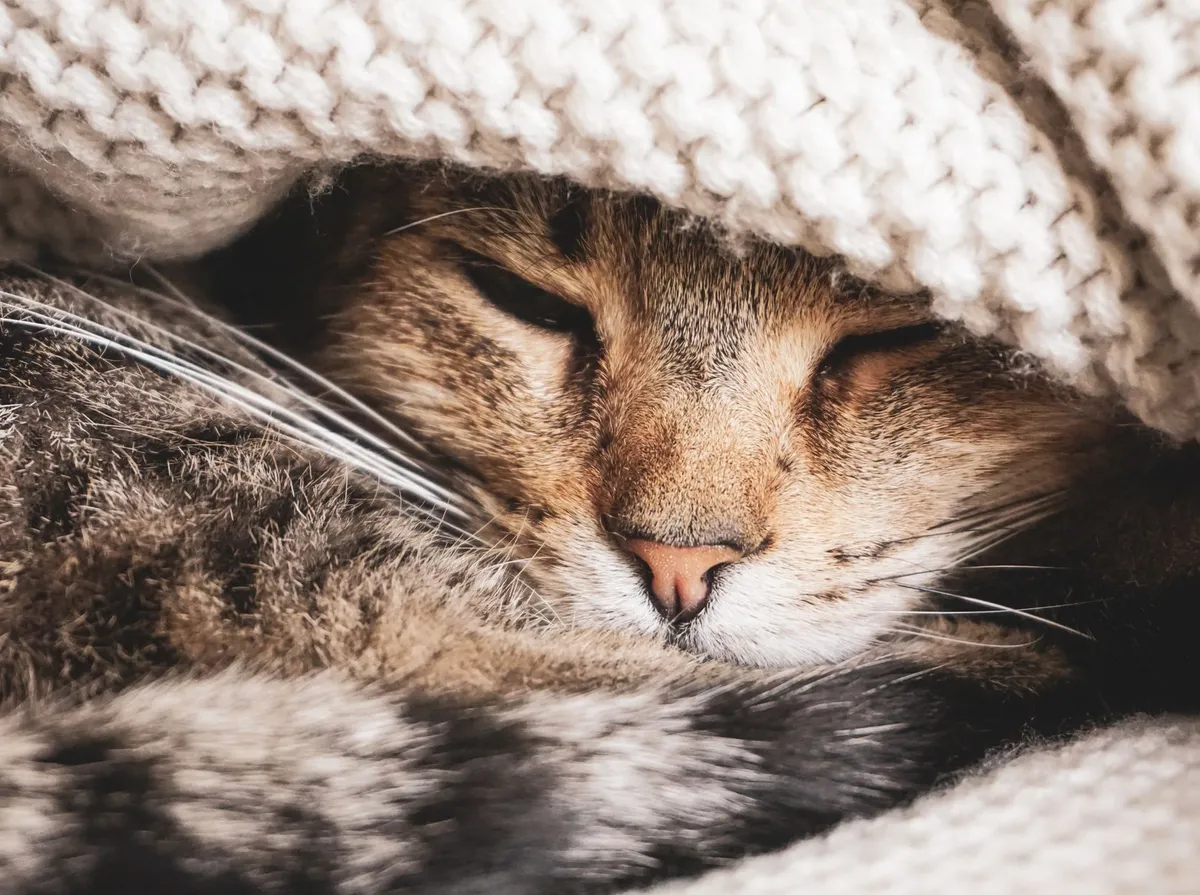 Como Saber se o Gato Está com Febre: Sinais