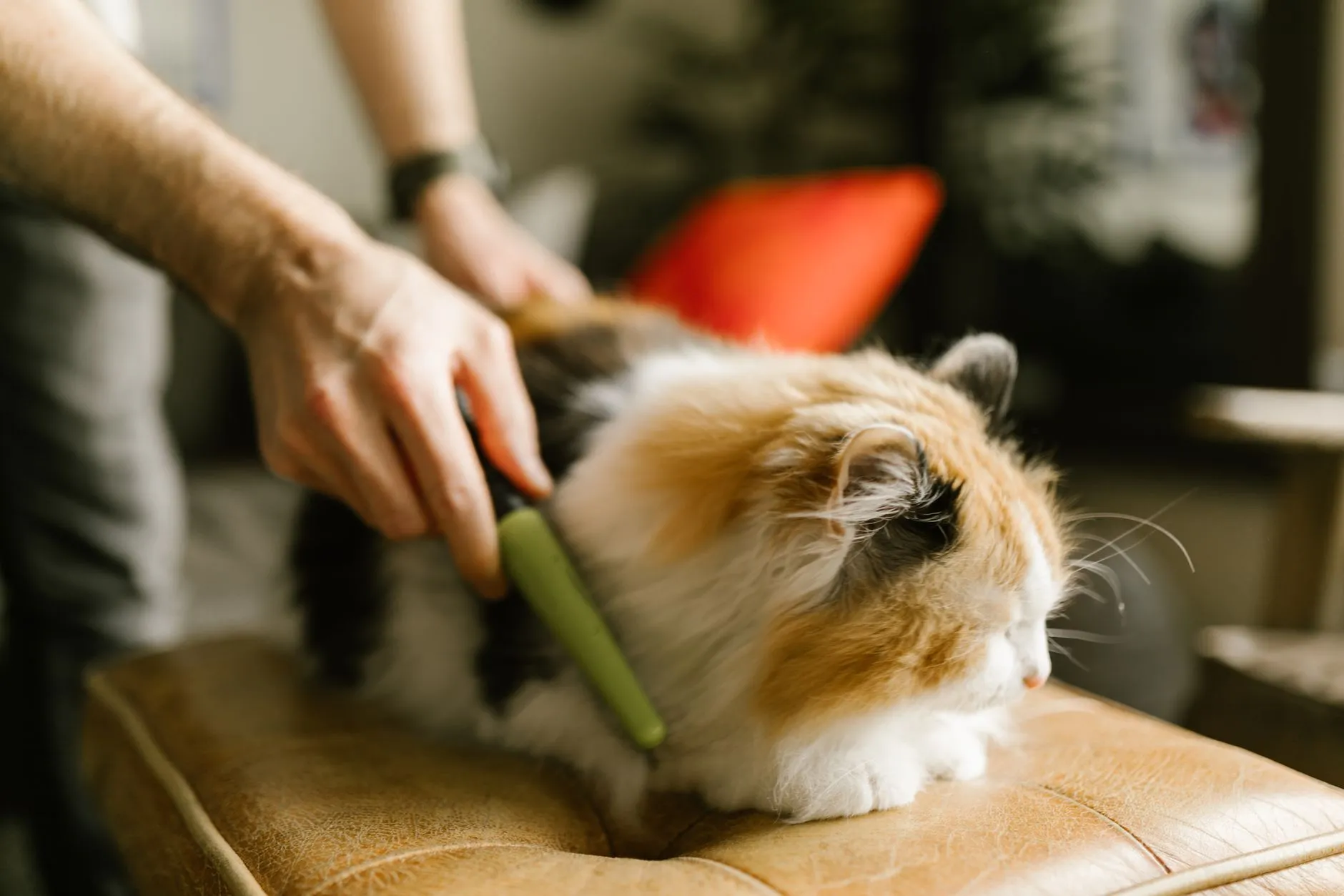 Pessoa penteando um gato de pelo longo tricolor com uma escova