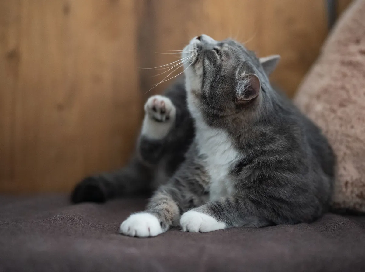 Como Tirar Pulga de Gato: Passo a Passo Seguro