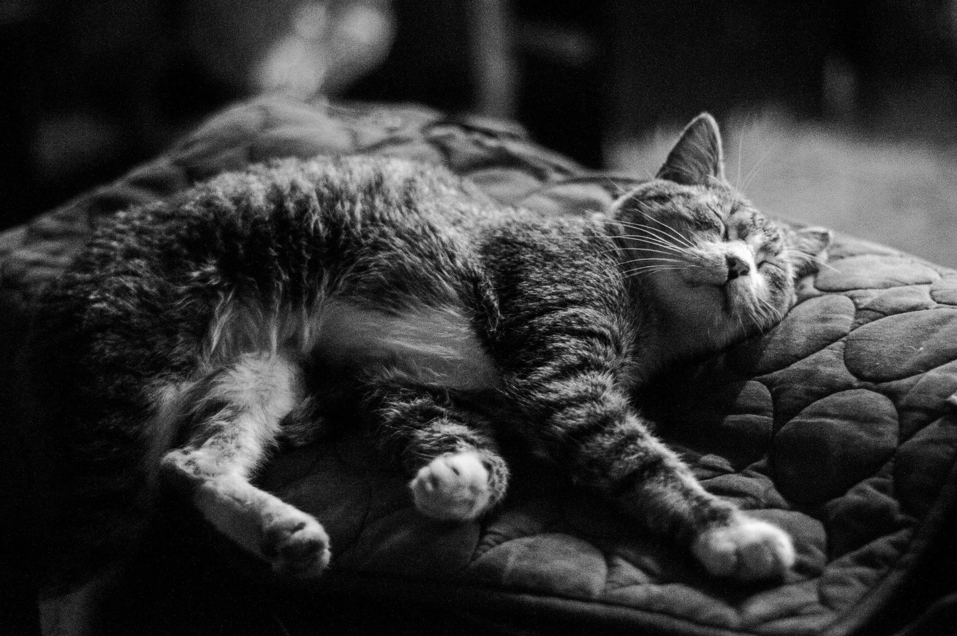 Gato tigrado idoso dormindo esticado sobre uma almofada
