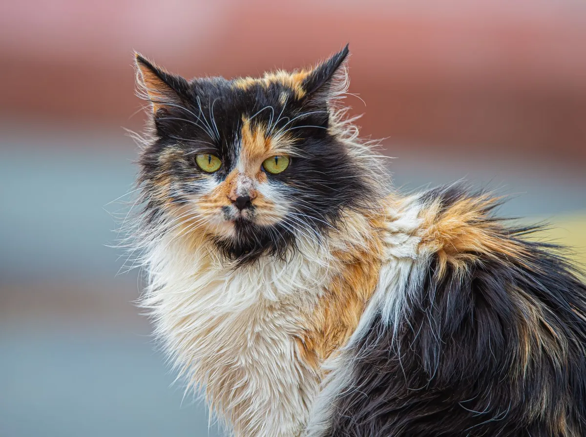 Gato Idoso: Cuidados e Rotina do Felino Sênior