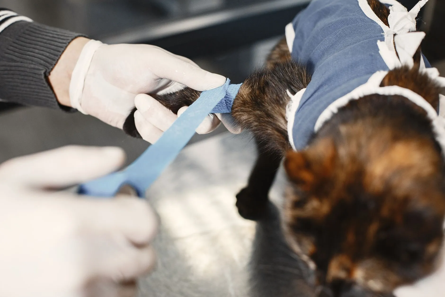 Gato com roupa cirúrgica pós-operatória sendo ajustada por mãos de luva
