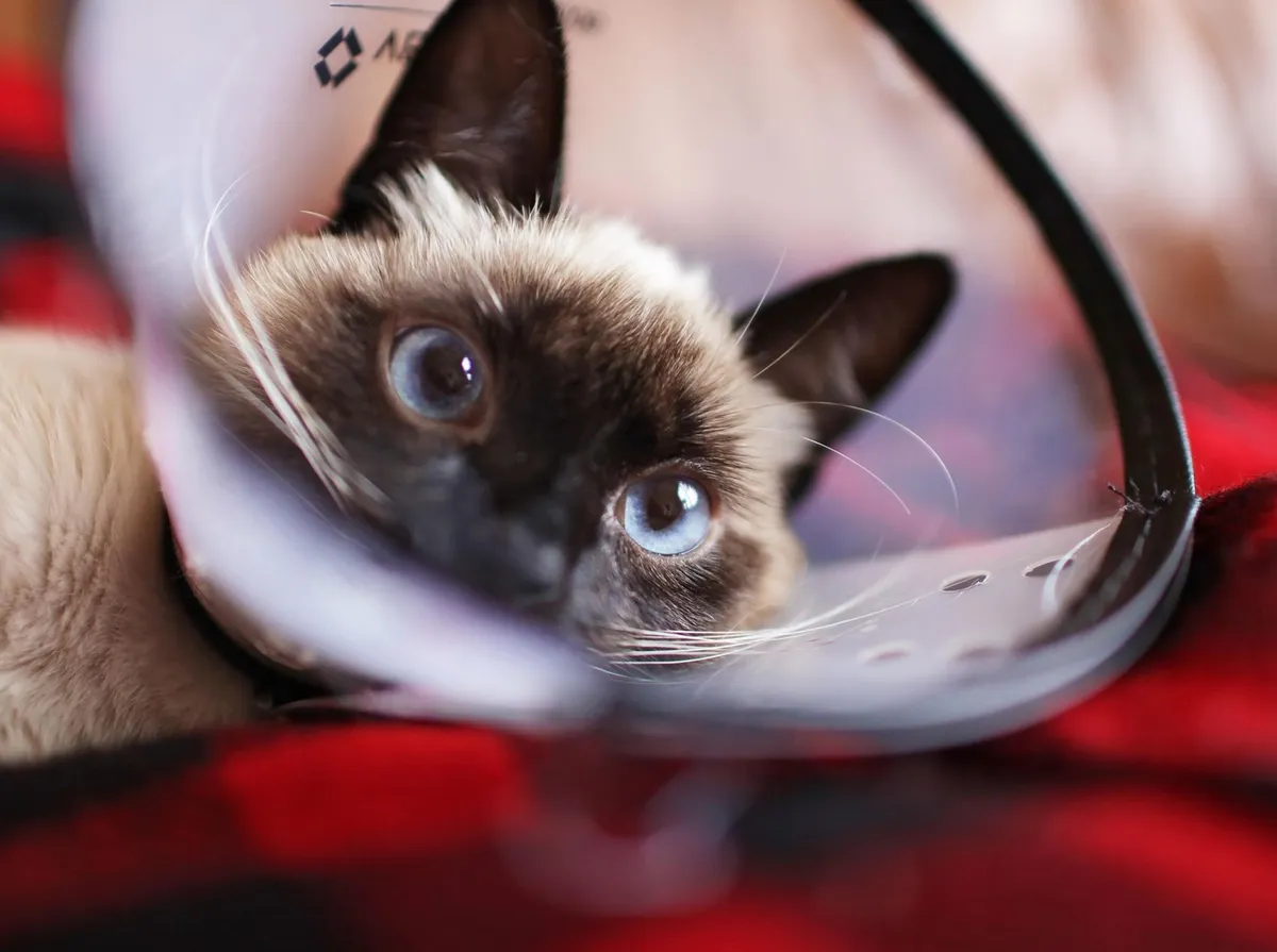Cuidados com Gata Castrada: Recuperação e Pós-Operatório