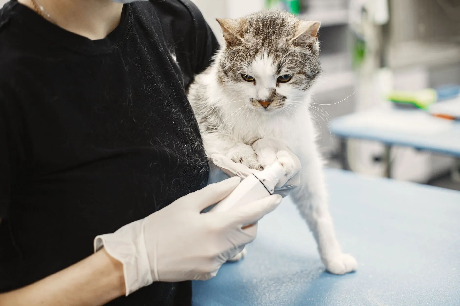 Veterinária segurando a pata de um gato durante o exame