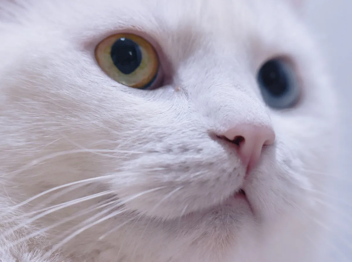 Exame de Sangue em Gatos: Quando Fazer, Preço e Preparo