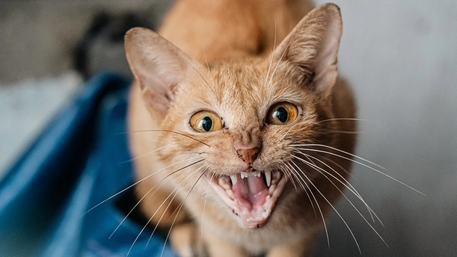 Gato laranja sibilando de boca aberta, mostrando os dentes, com as pupilas dilatadas