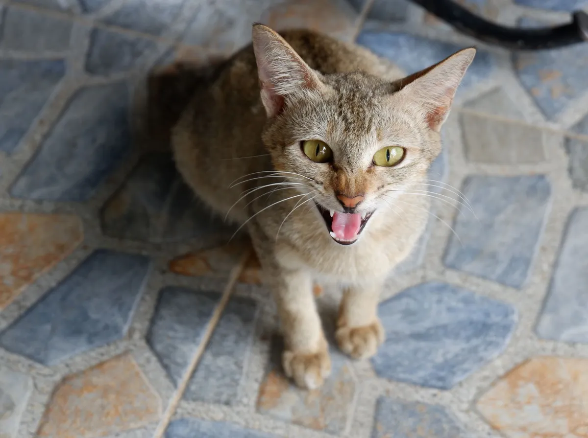 Gato pardo sentado no piso, olhando para cima e sibilando de boca aberta