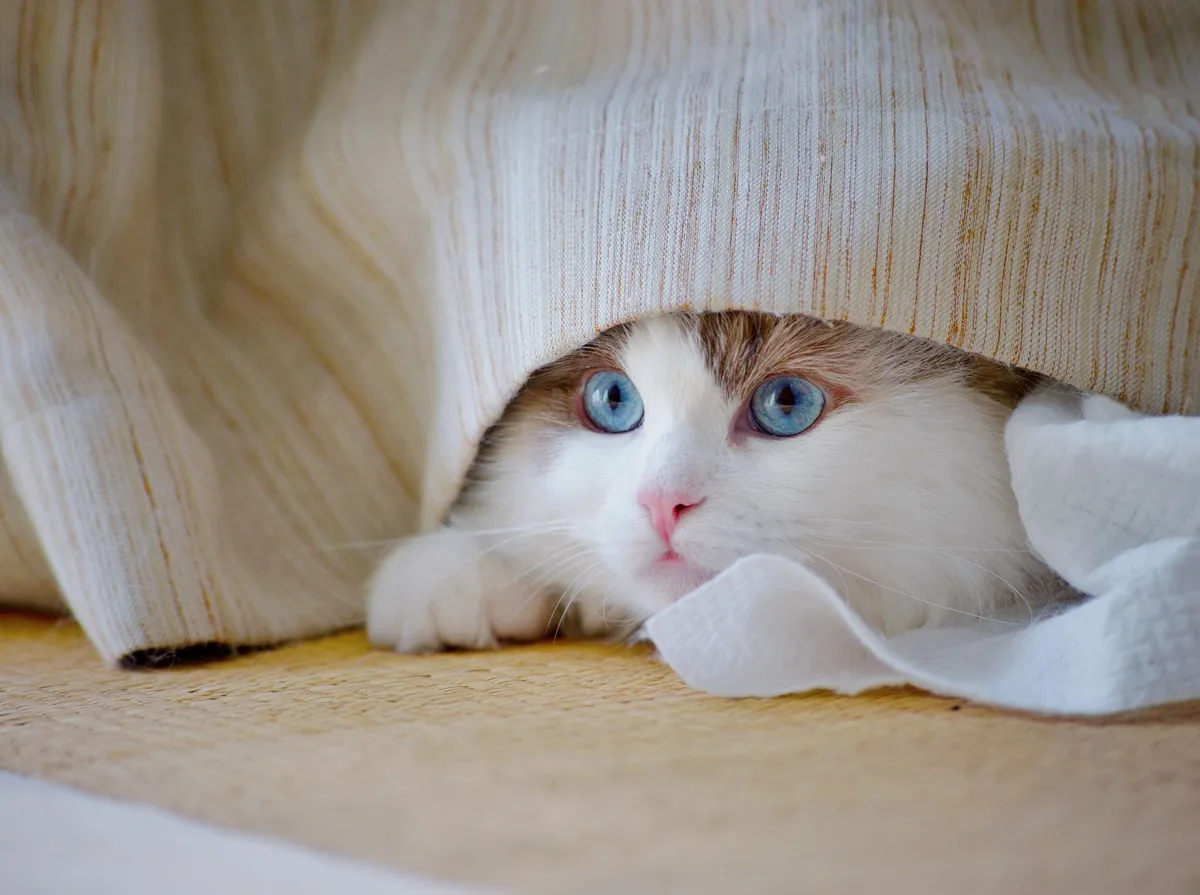 Gato Ansioso: Sinais, Causas e o Que Fazer