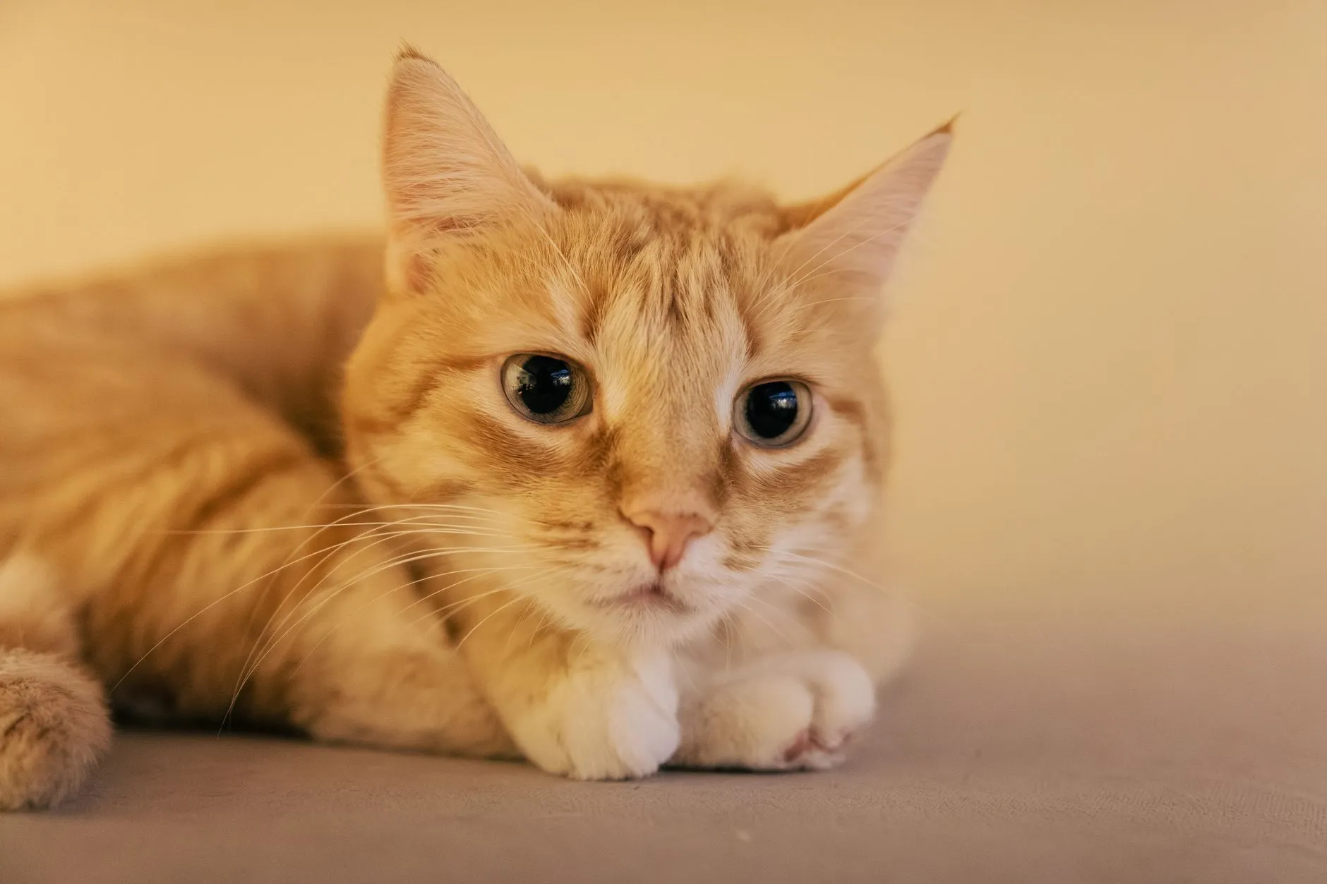 Gato laranja deitado, olhando para a câmera