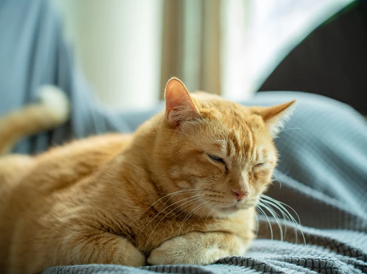 Gato Arranhando Sofá: Como Evitar Sem Sofrimento