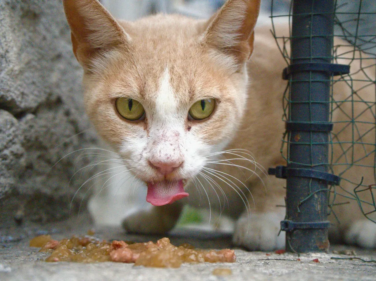 Gato Bebendo Muita Água: O Que Pode Ser e Quando Procurar o Veterinário