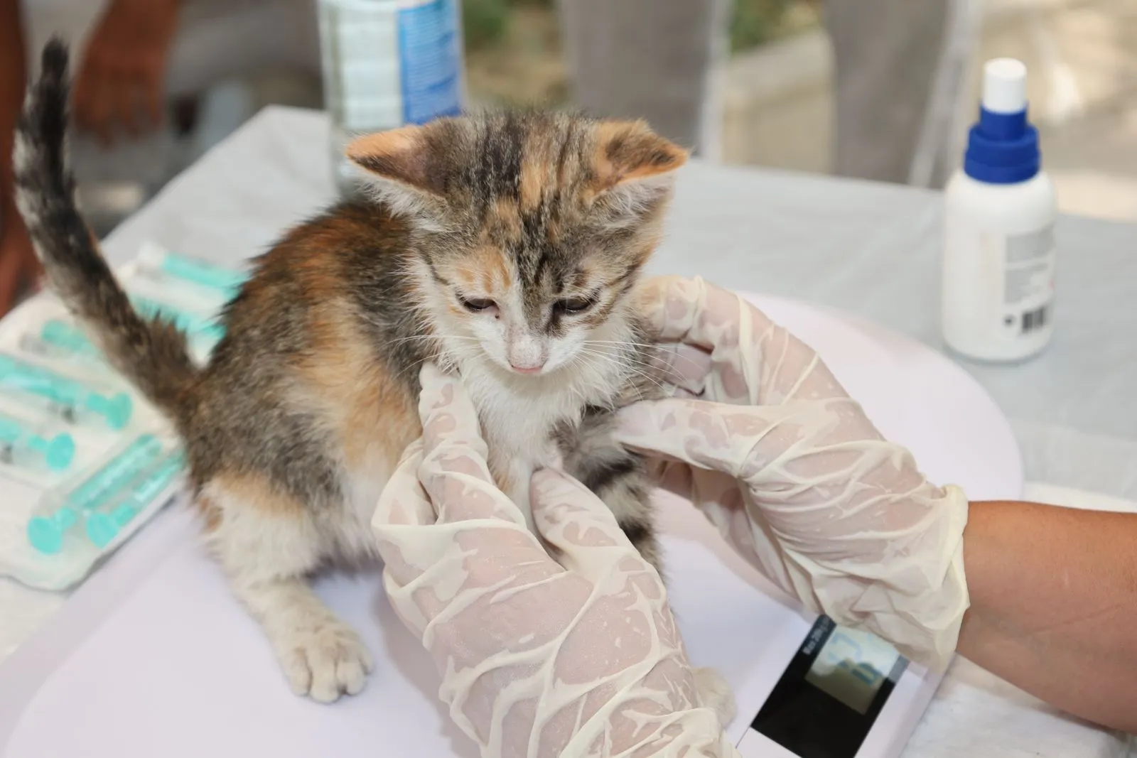 Filhote de gato recebendo atendimento veterinário com luvas