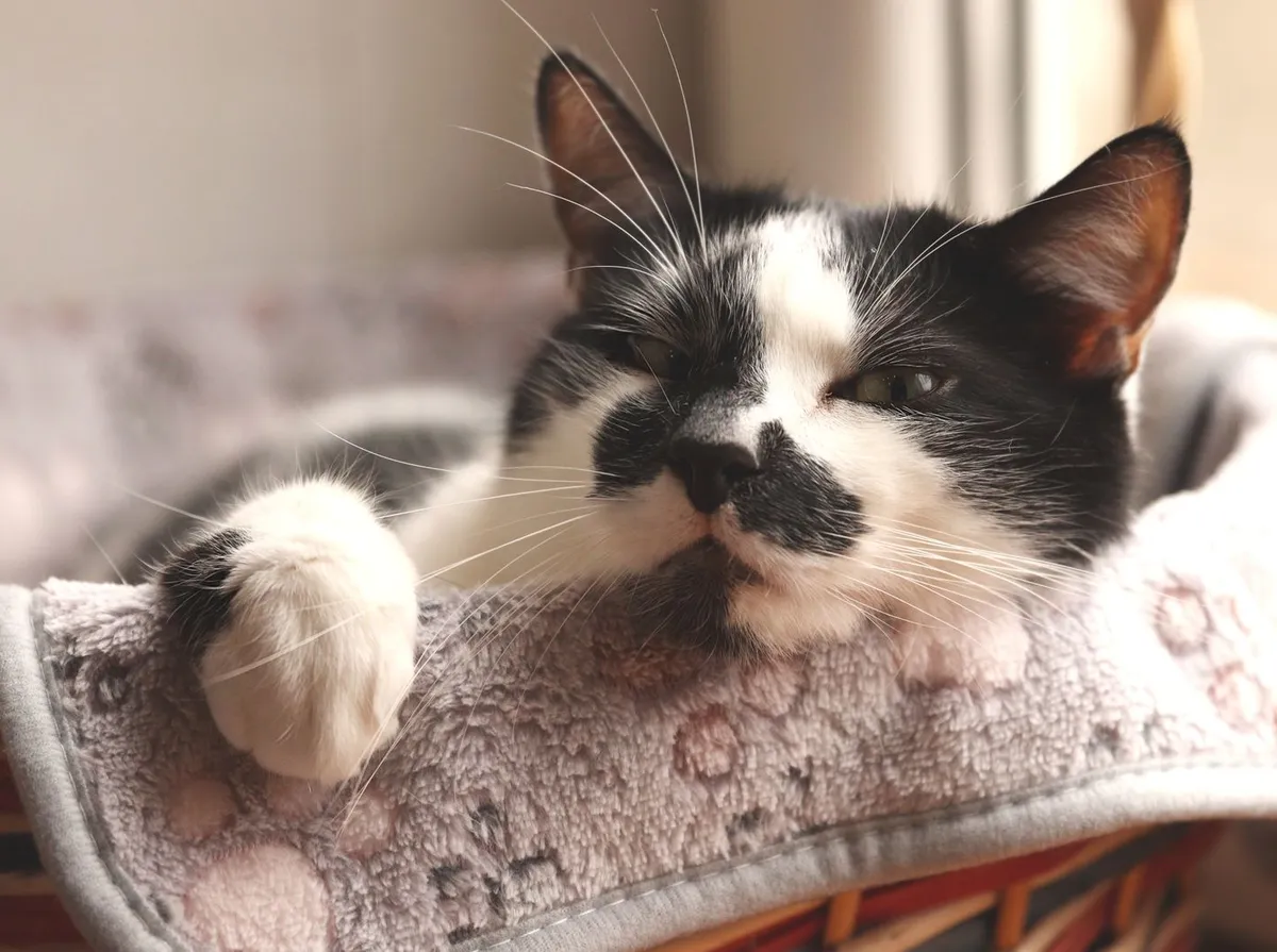 Gato com diarreia: causas, o que fazer e quando ir ao veterinário