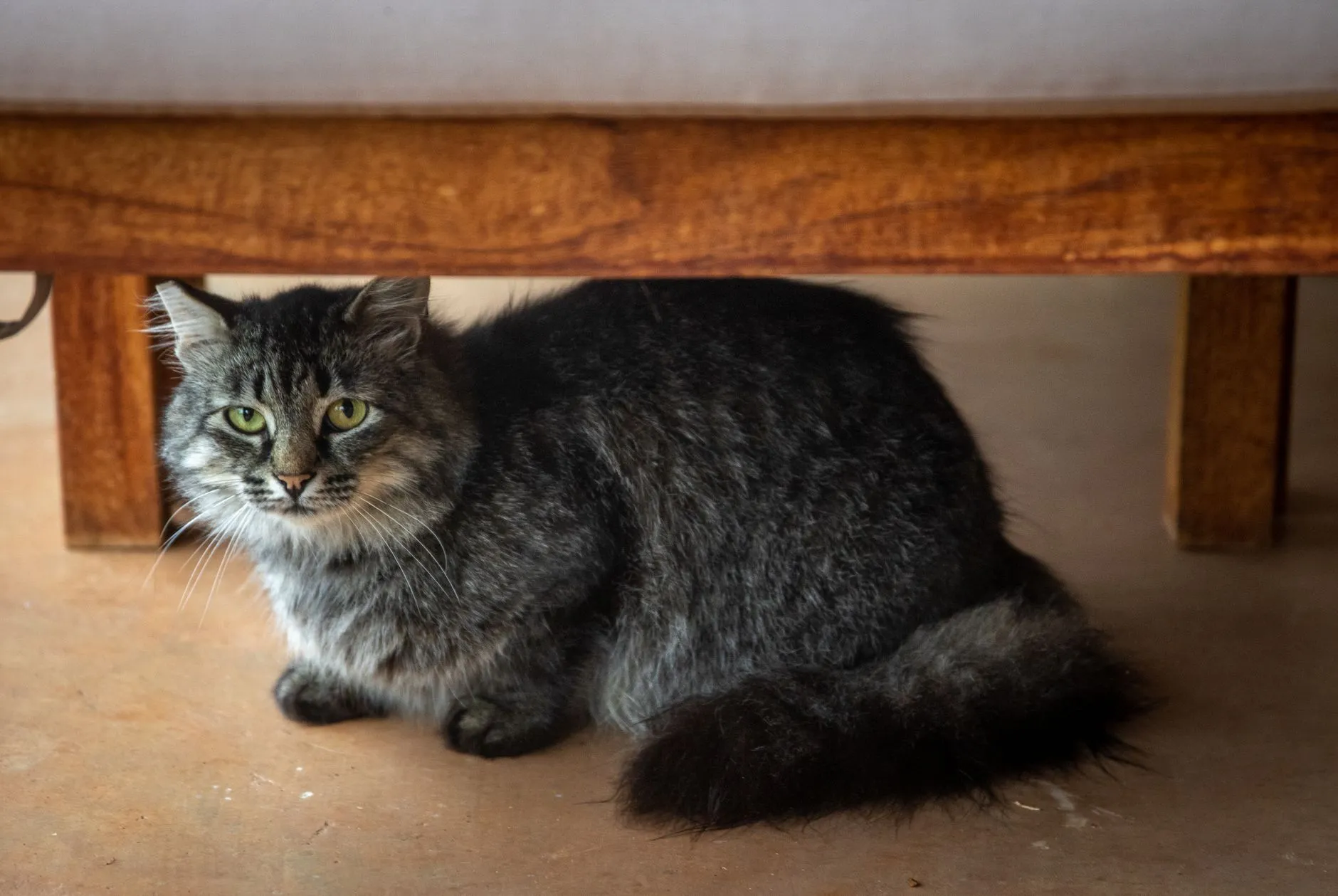 Gato cinza escondido embaixo de um móvel
