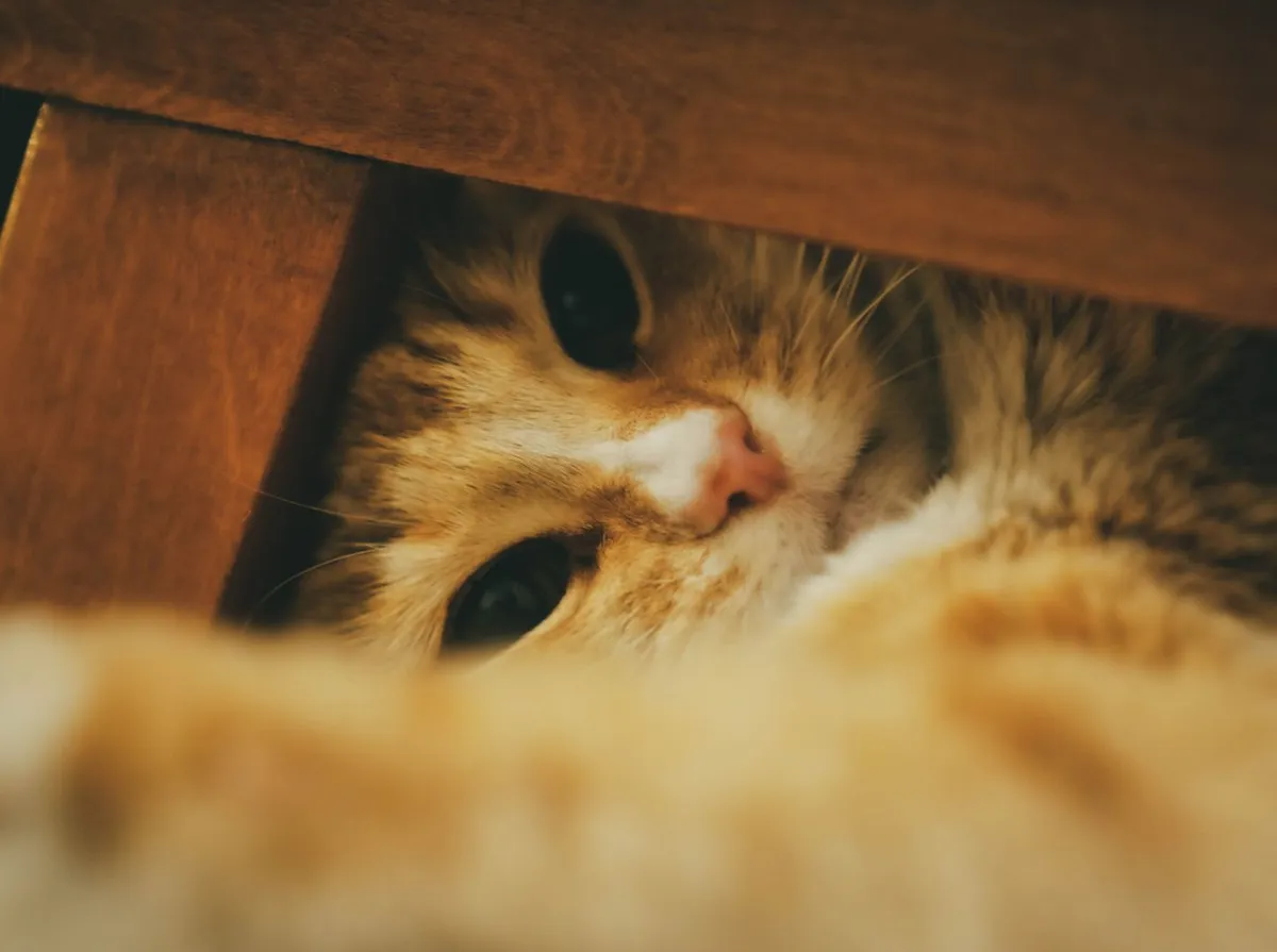 Gato com Dor: Sinais, Causas e Quando Agir