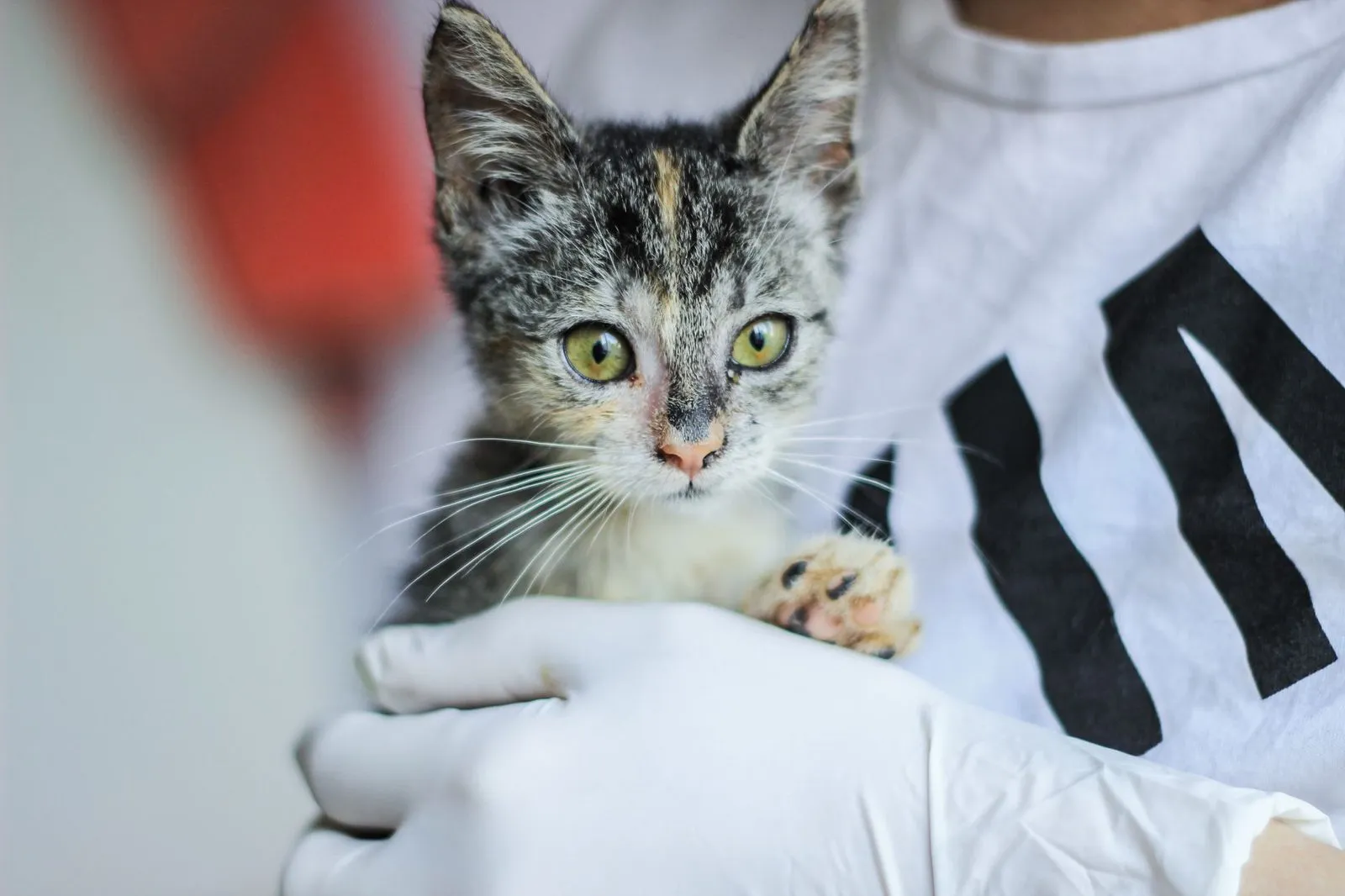 Filhote de gato no colo de uma pessoa de luvas, durante uma avaliação veterinária
