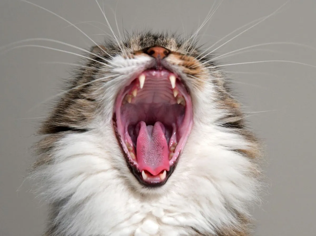 Gato com a boca bem aberta, mostrando os dentes e a língua