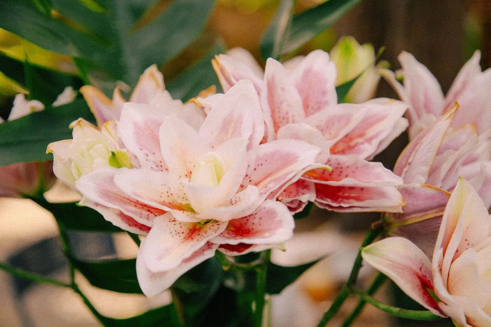 Lírios cor-de-rosa em flor: o pólen e a água do vaso são tóxicos para gatos