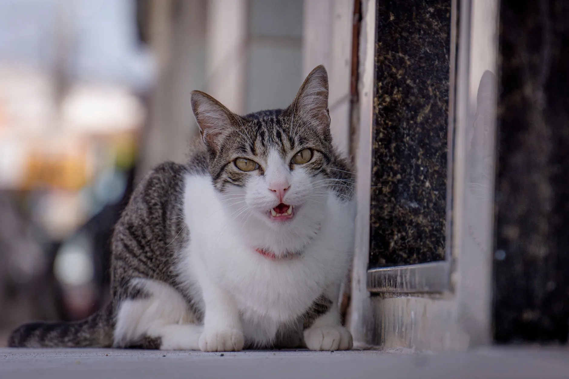 Gato tigrado e branco sentado na porta, com a boca aberta