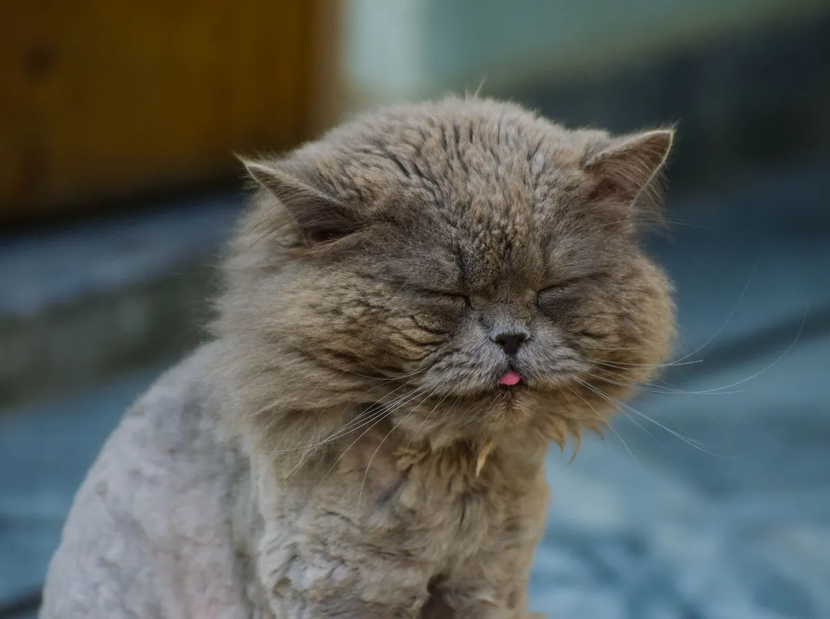 Gato Espirrando: 8 Causas Comuns e Quando Levar ao Veterinário