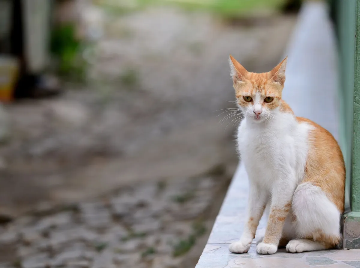 Gato Mancando: Causas Comuns e Quando Se Preocupar