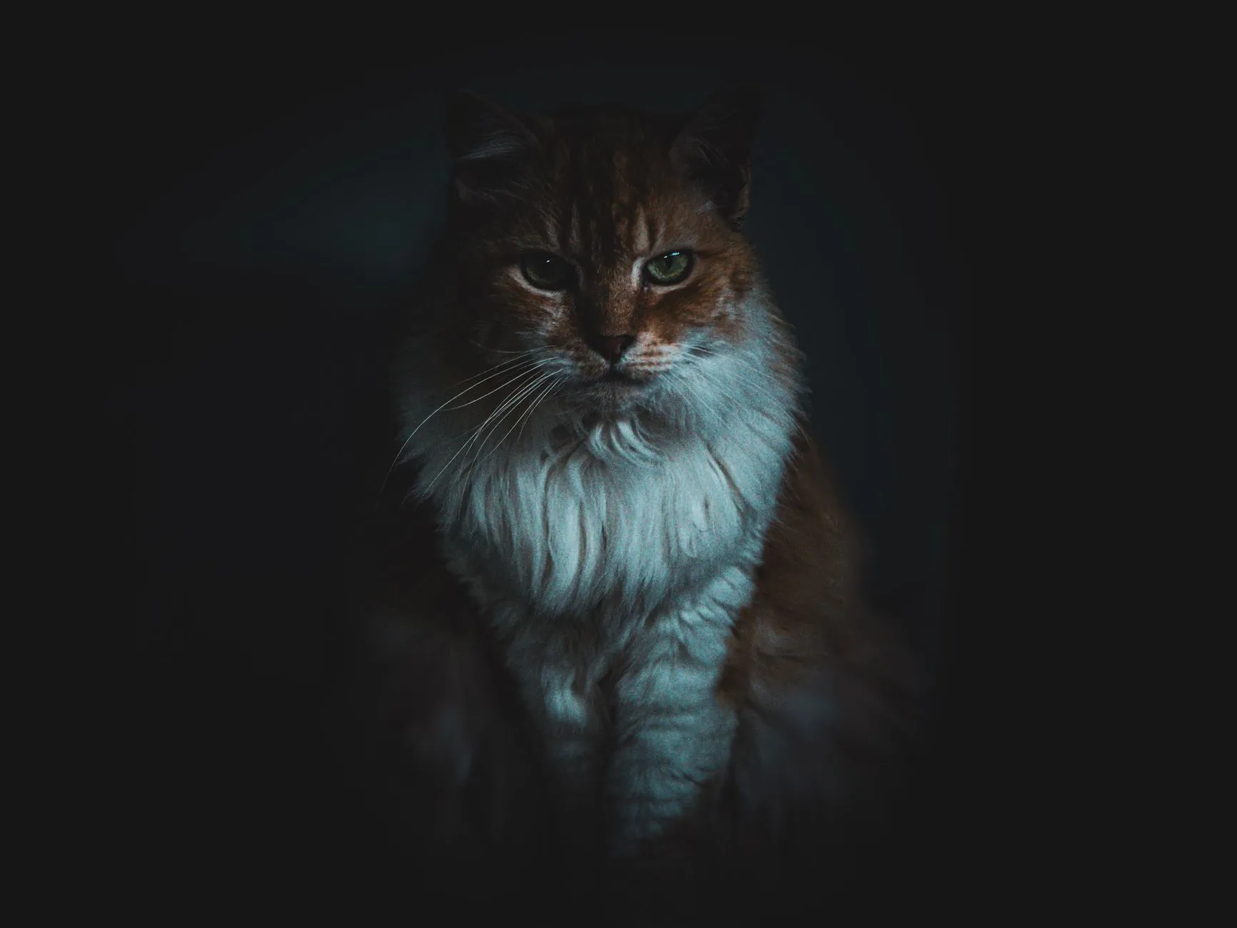 Gato de pelo longo em fundo escuro, olhando fixo para a câmera