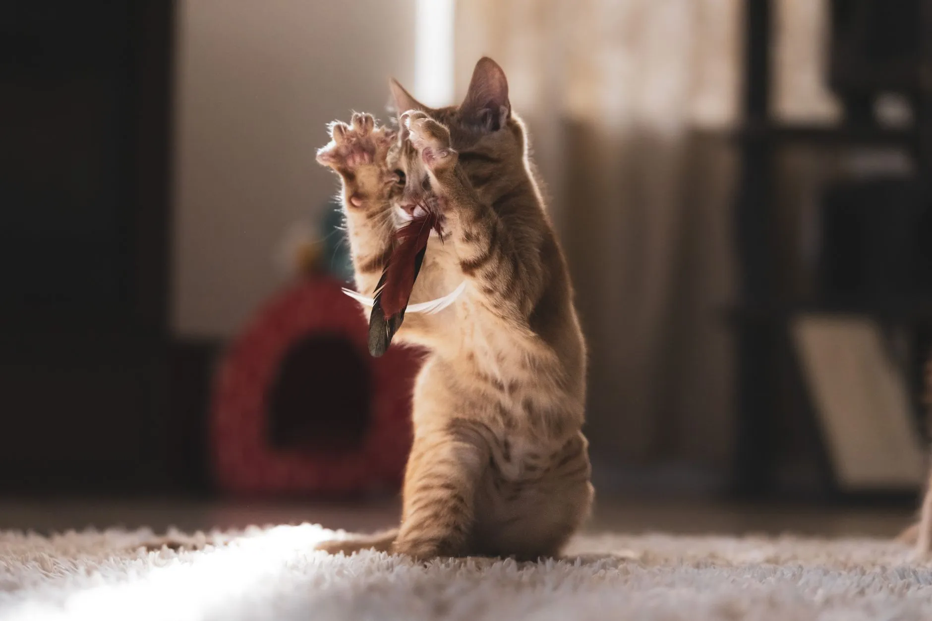 Filhote tigrado em pé nas patas de trás, agarrando um brinquedo de pena em casa