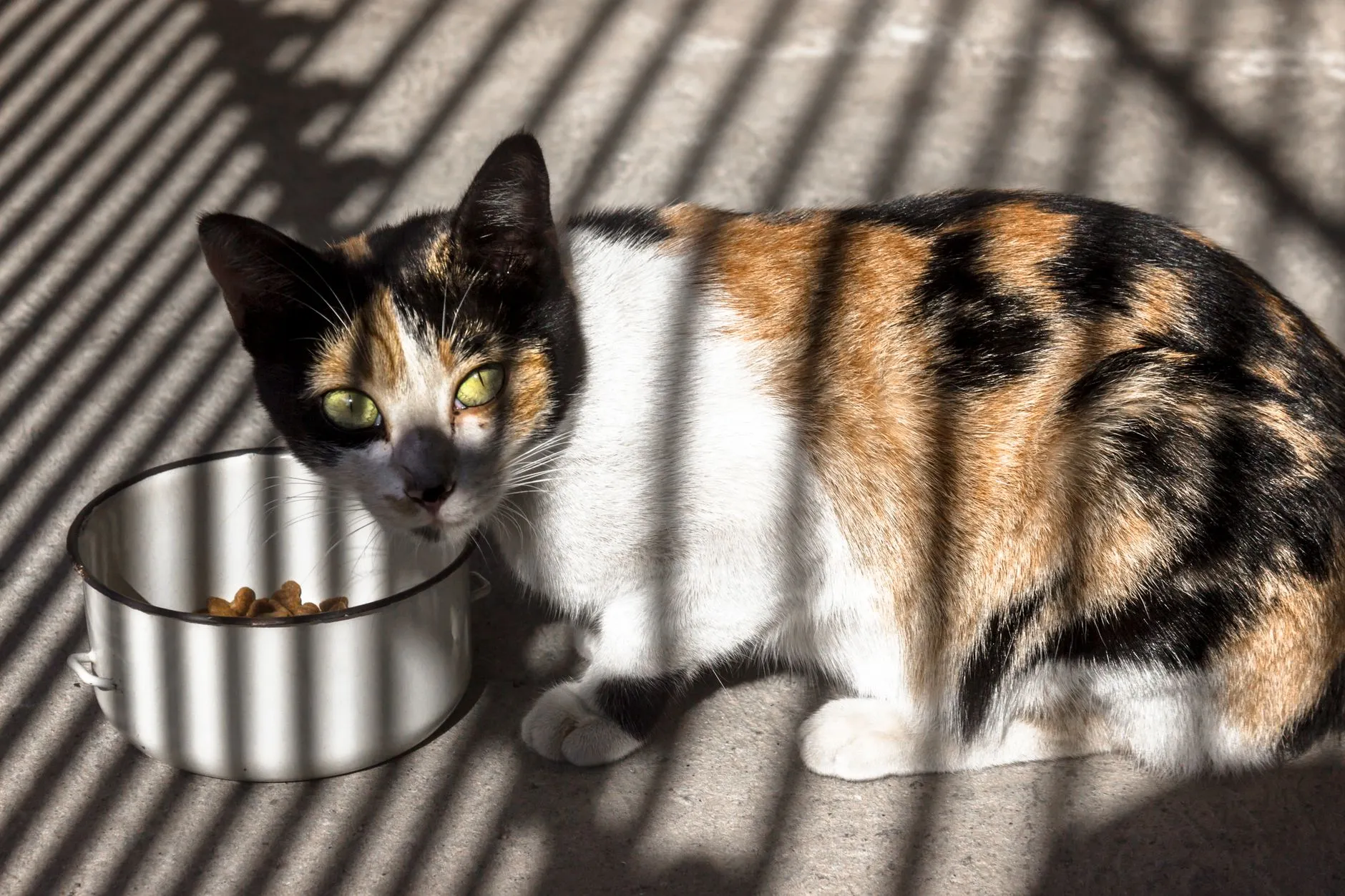 Gato tricolor ao lado de uma tigela de ração