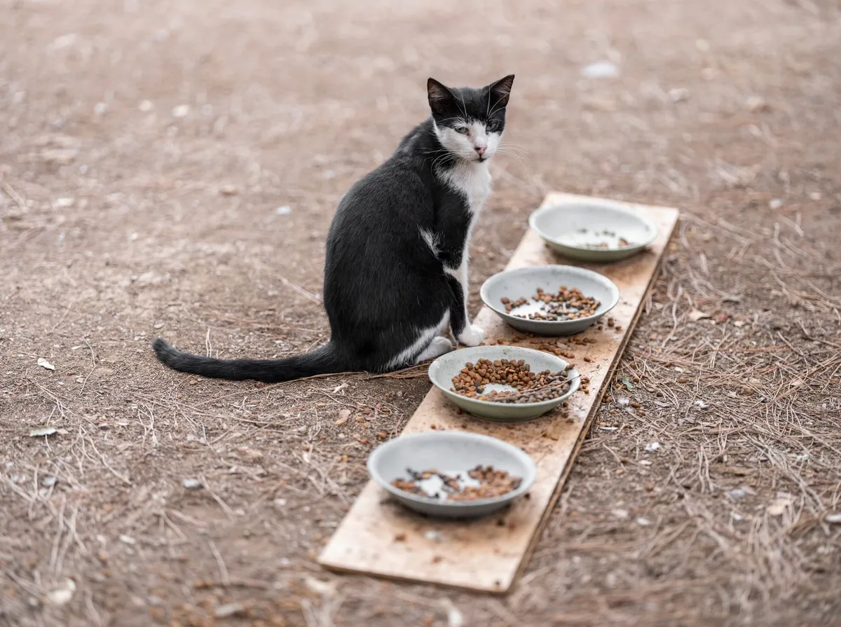 Gato Não Quer Comer: Causas e Quando Procurar o Veterinário