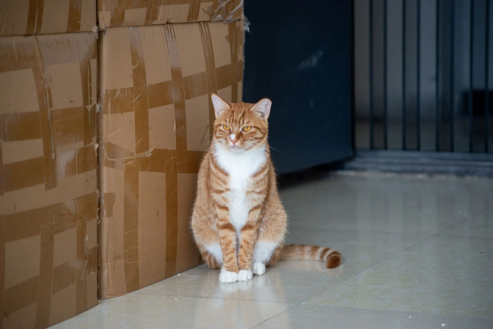 Gato laranja e branco sentado ao lado de caixas de papelão