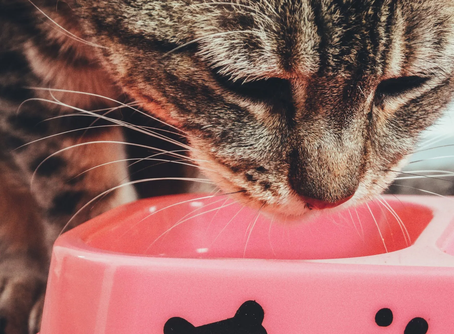 Gato comendo ração em uma tigela rosa