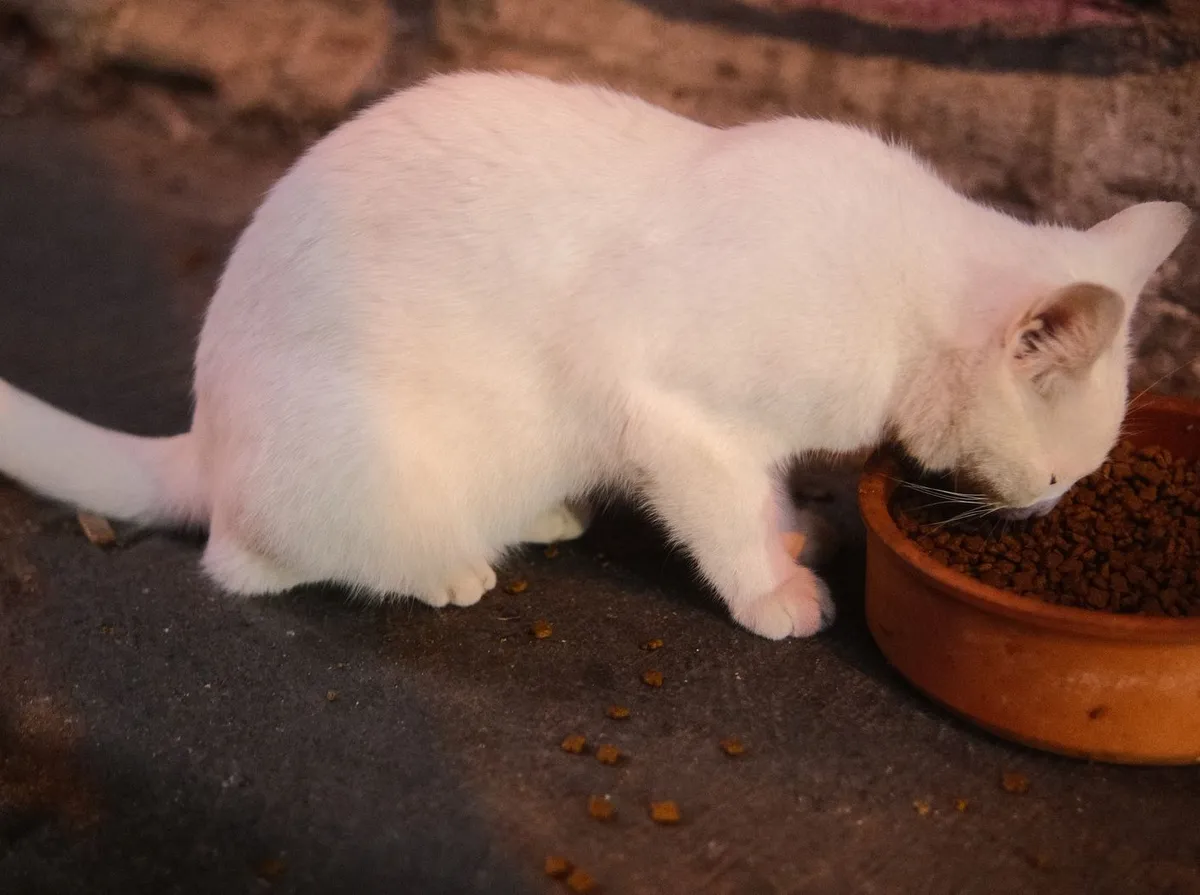 Gato Regurgitando Ração: Causas e Como Evitar