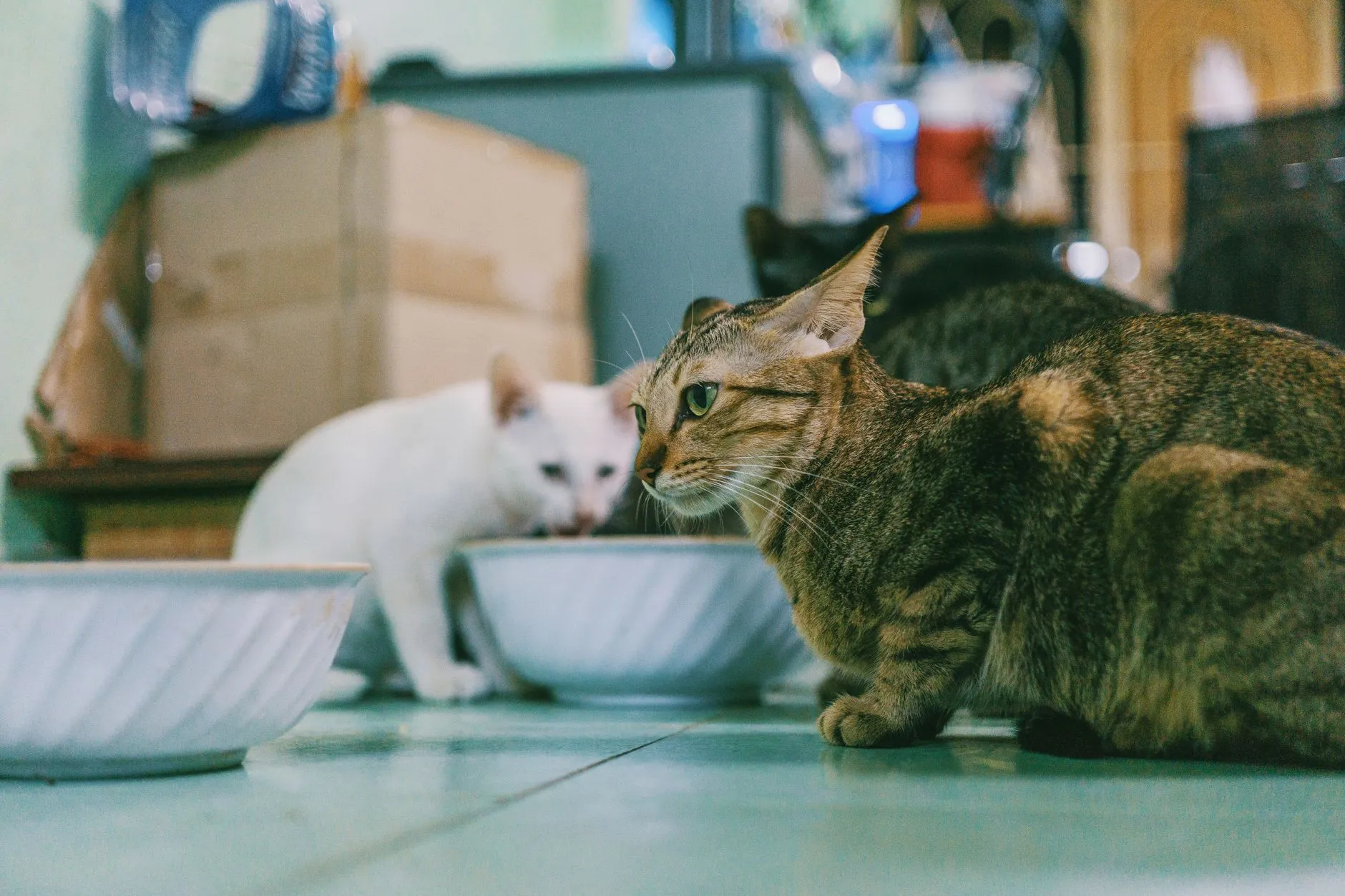 Dois gatos diante de tigelas de comida no chão