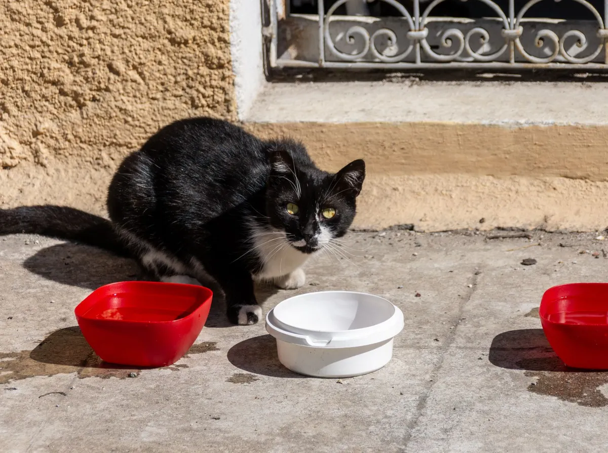 Gato Sem Apetite: Causas e Quando Se Preocupar