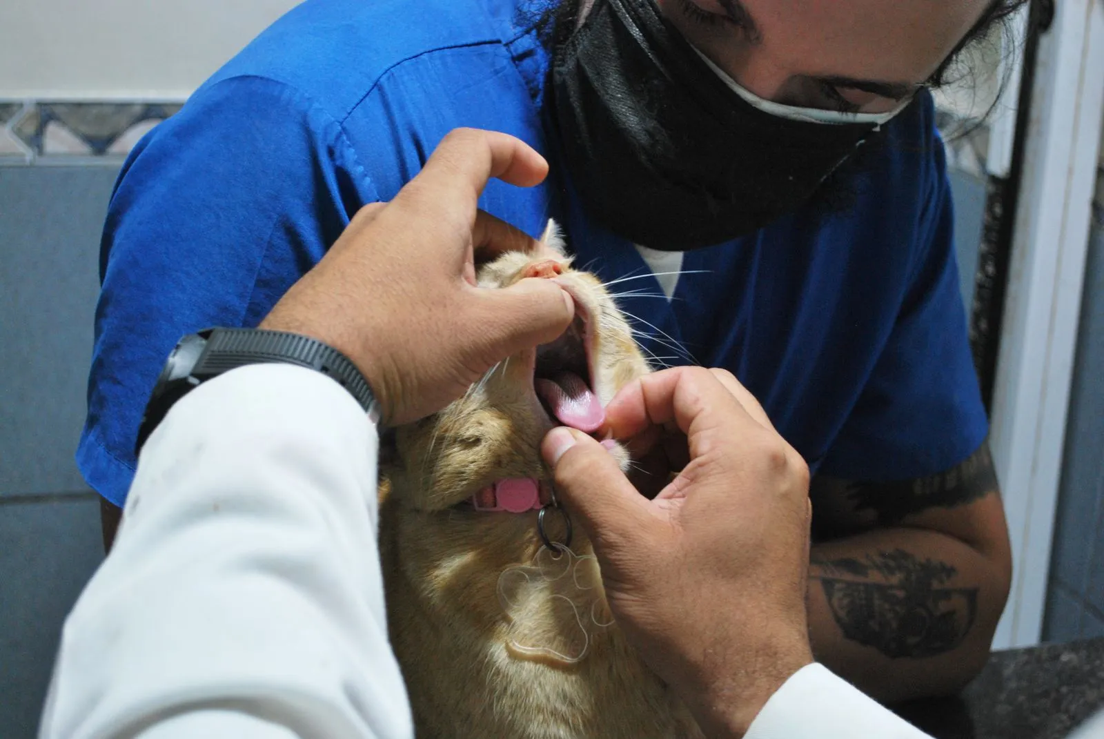 Veterinário examinando a boca e a garganta de um gato
