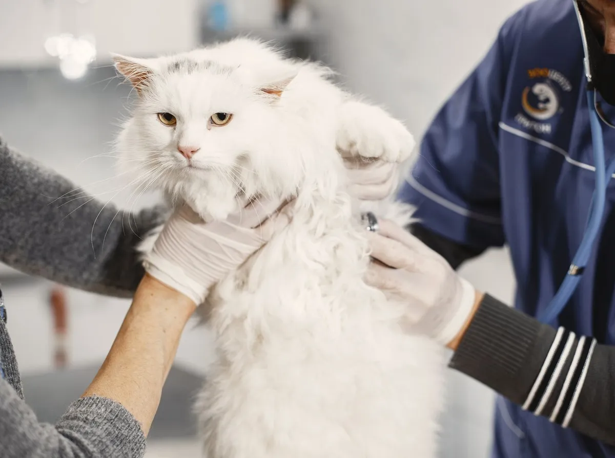 Gato Tossindo: Causas, Quando É Urgente e O Que Fazer