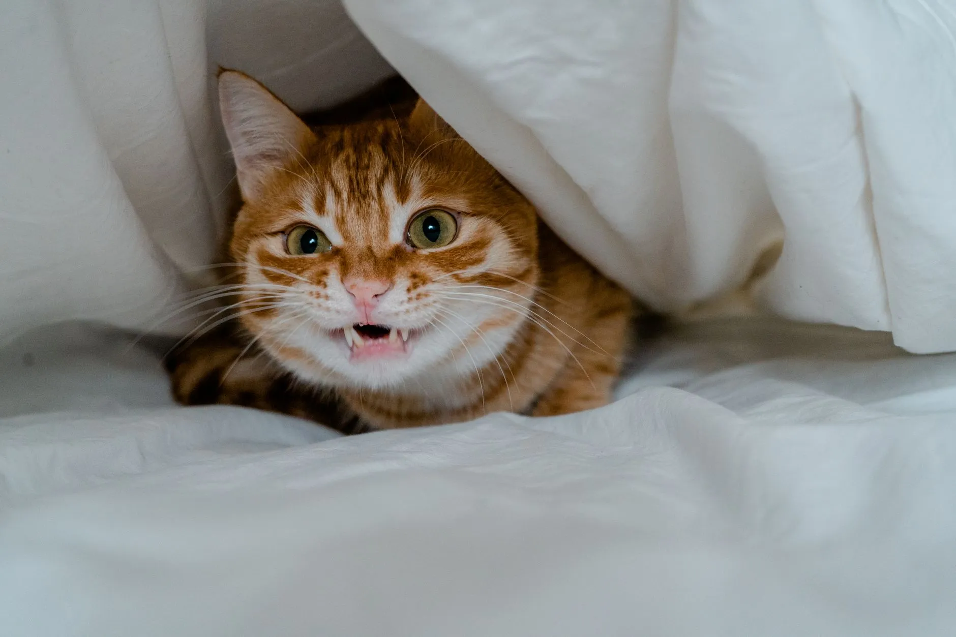 Gato laranja escondido debaixo de um edredom branco