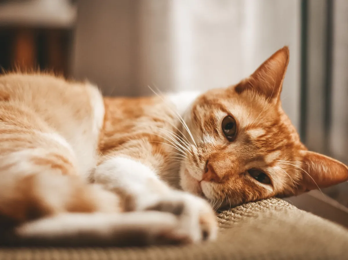 Gato Urinando Sangue: Causas e Quando É Urgente