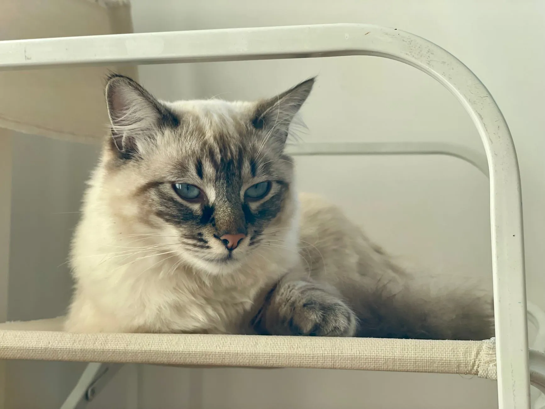 Gato de pelo claro deitado em uma prateleira, com olhar abatido