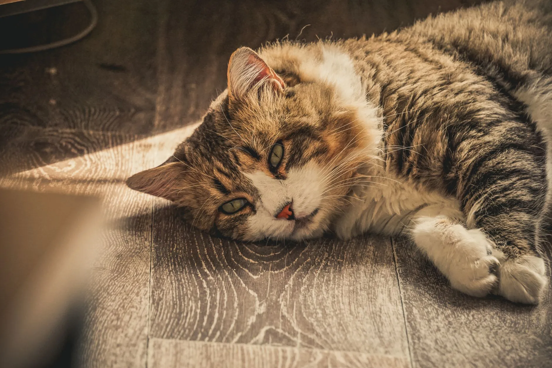 Gato tigrado deitado no chão, com aparência abatida