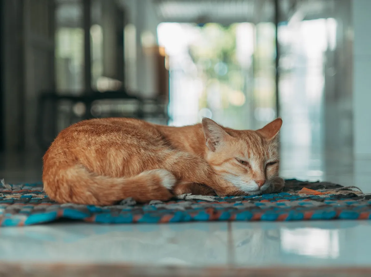 Gato Vomitando Amarelo: O Que Significa e Quando se Preocupar