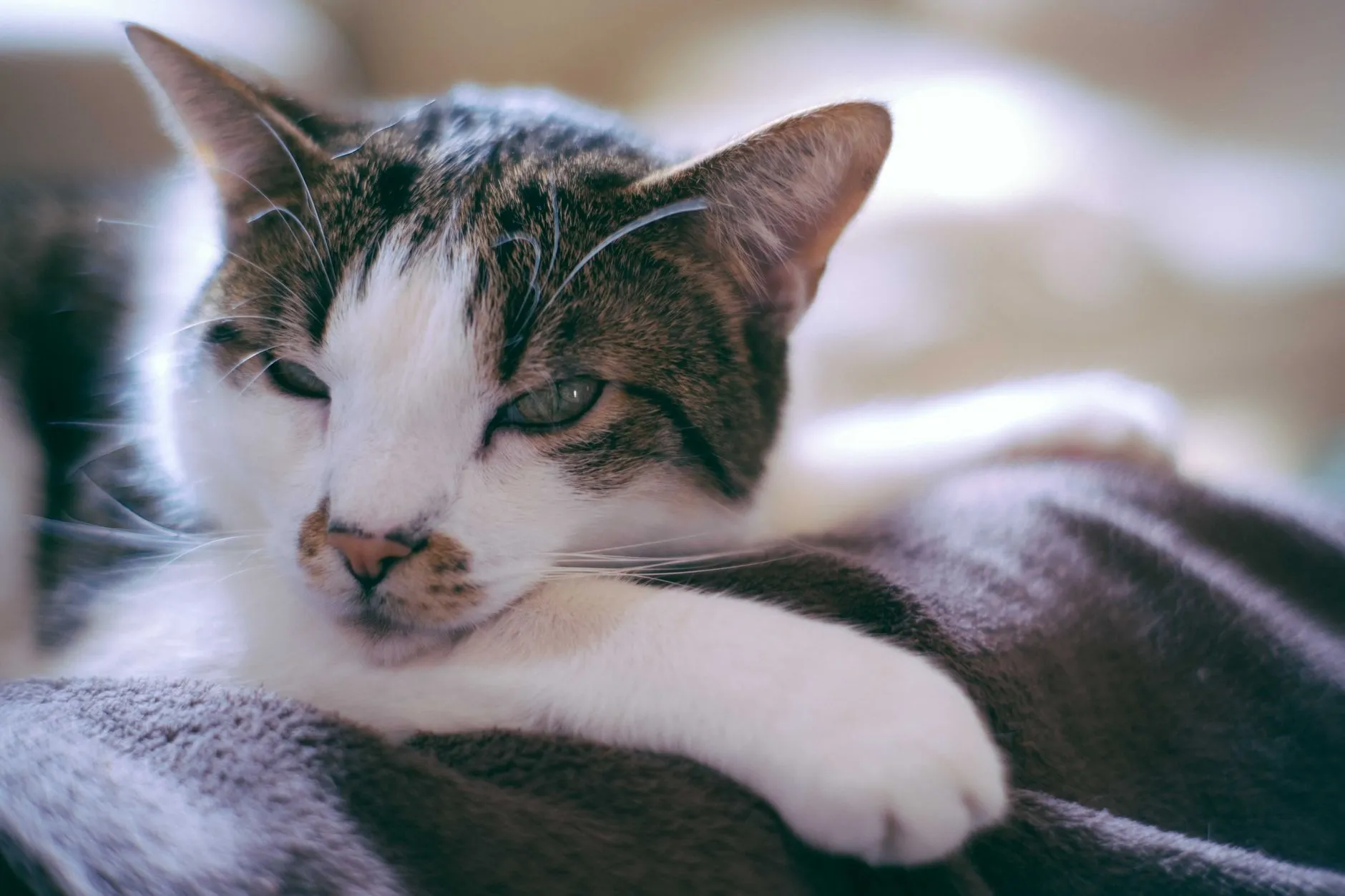 Gato branco e tigrado deitado sobre uma manta, com olhar cansado