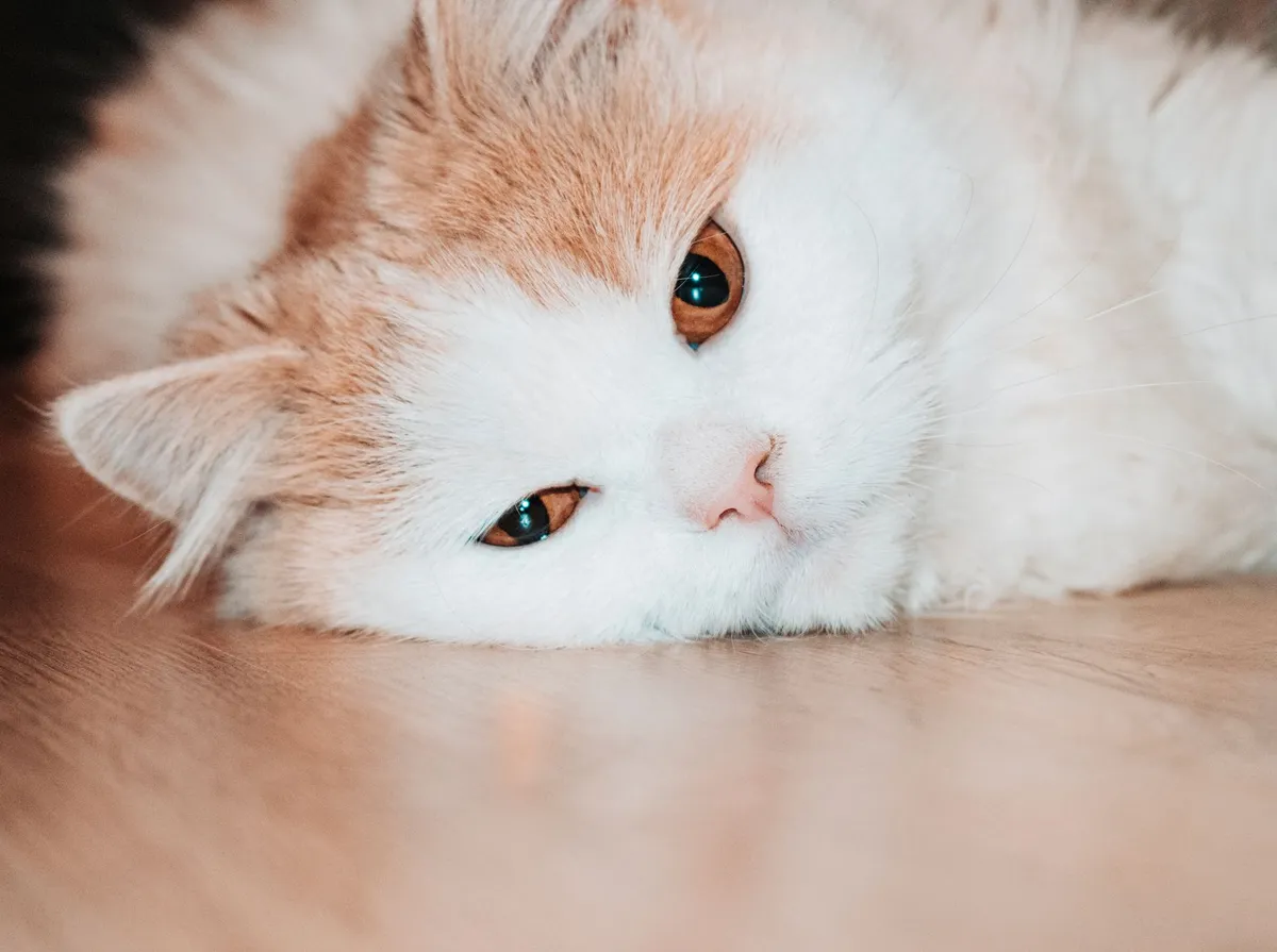 Gato Vomitando Espuma Branca: Causas e O Que Fazer