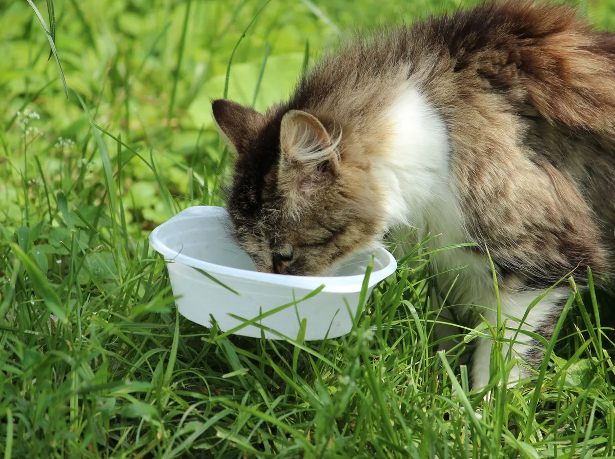 Gato Vomitando: Causas, Quando se Preocupar e o Que Fazer